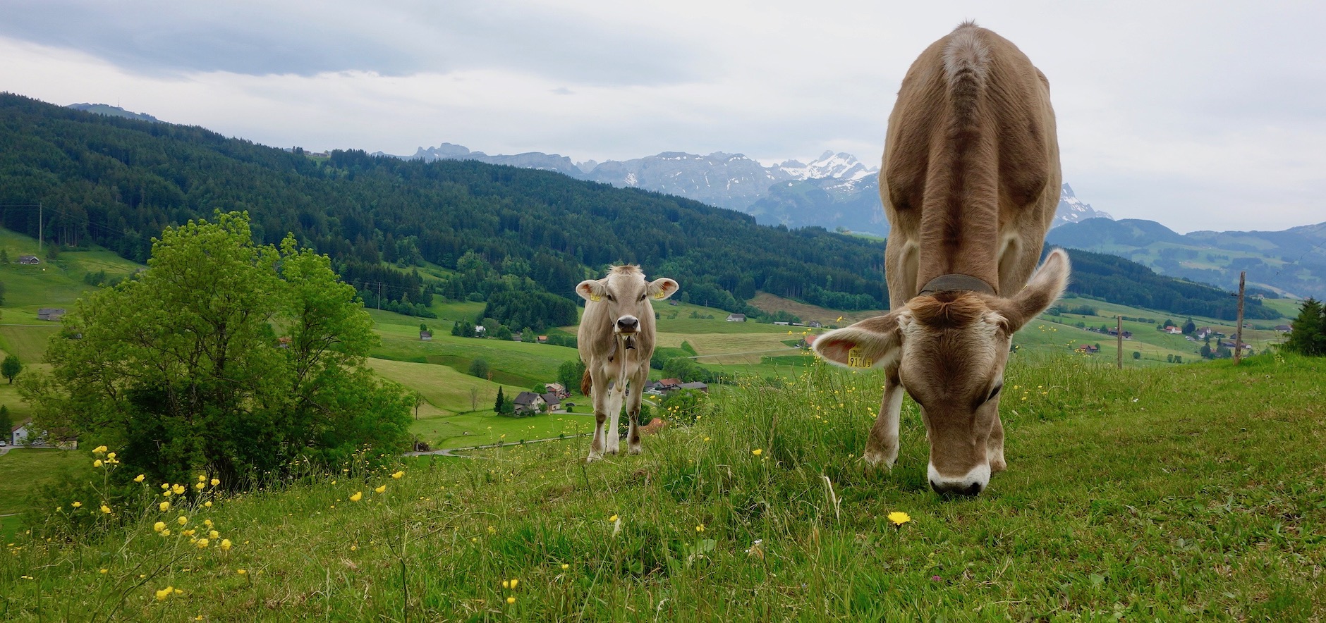 Rundwanderung im Appenzellerland: von Gais auf den Sommersberg und Gäbris